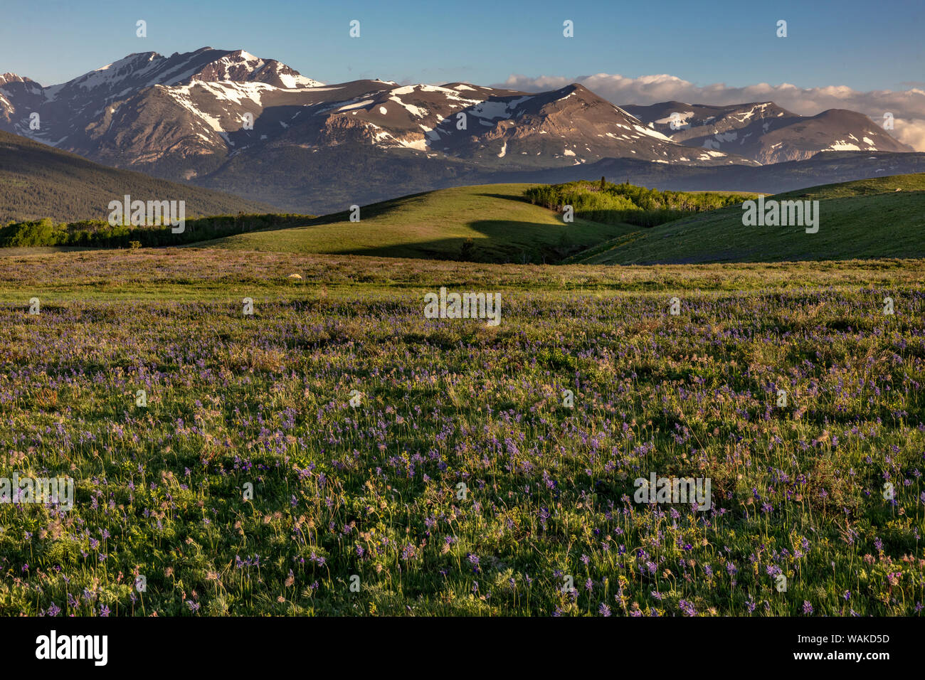 Wildflowers by mountain range hi-res stock photography and images - Alamy