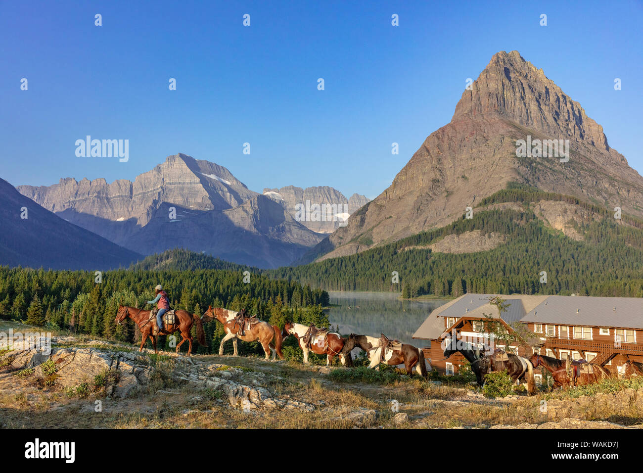 Wrangler leads Horses at Many Glacier Hotel in Glacier National Park, Montana, USA Stock Photo