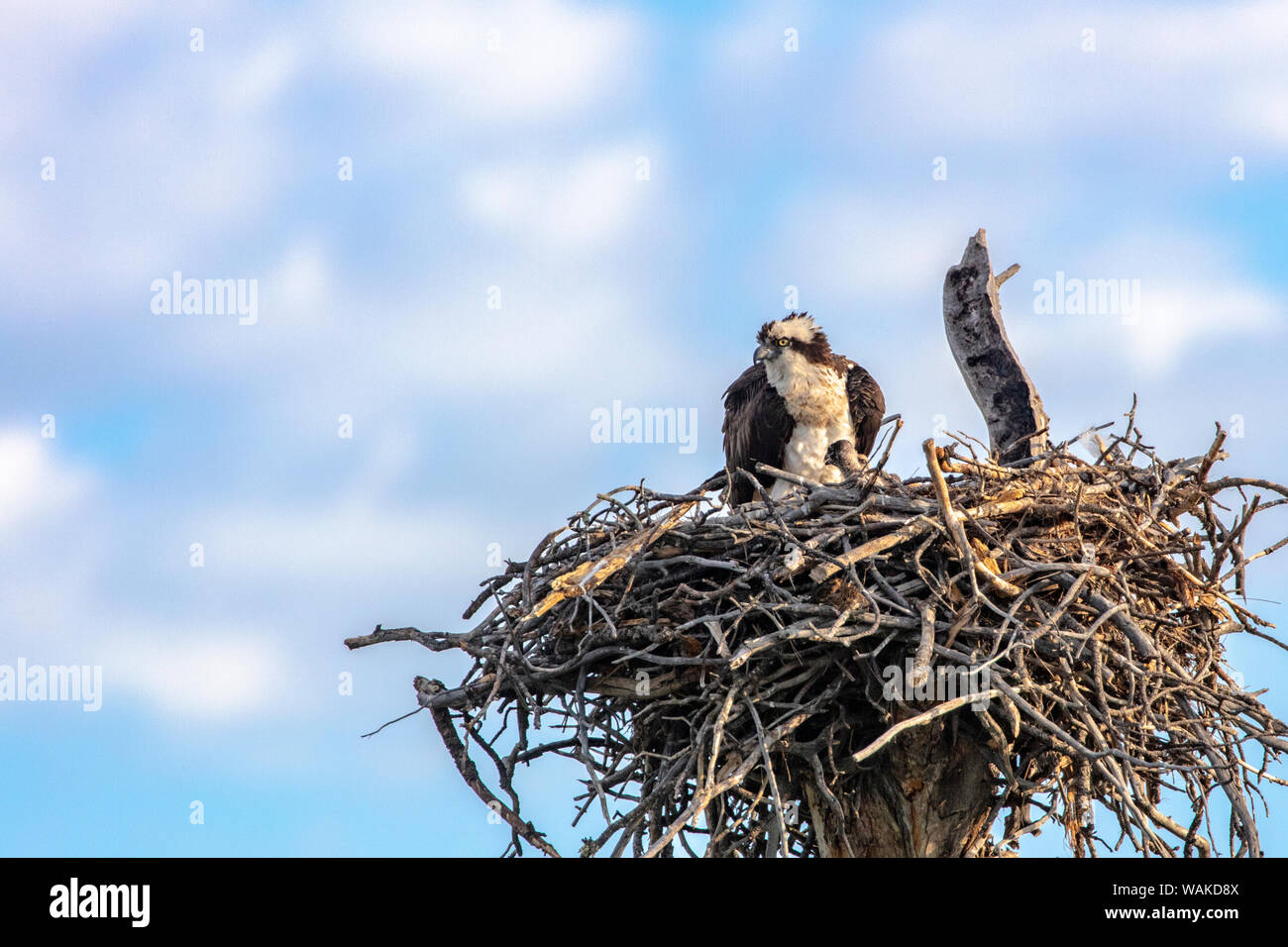 Osprey with newborn chicks at nest in the CM Russell National Wildlife Refuge near Fort Peck, Montana, USA Stock Photo