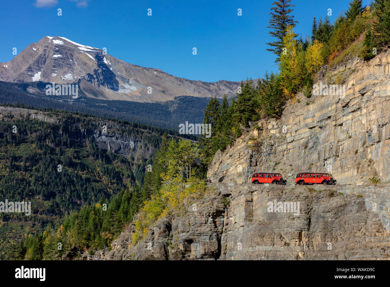 Red Jammer buses on going to the Sun Road with Heavens Peak in Glacier National Park, Montana, USA Stock Photo