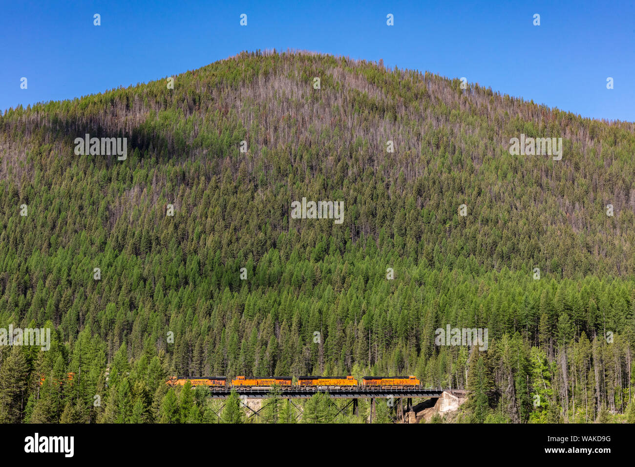 Burlington Northern freight train crossing the Sheep Creek trestle in the Flathead National Forest, Montana, USA Stock Photo