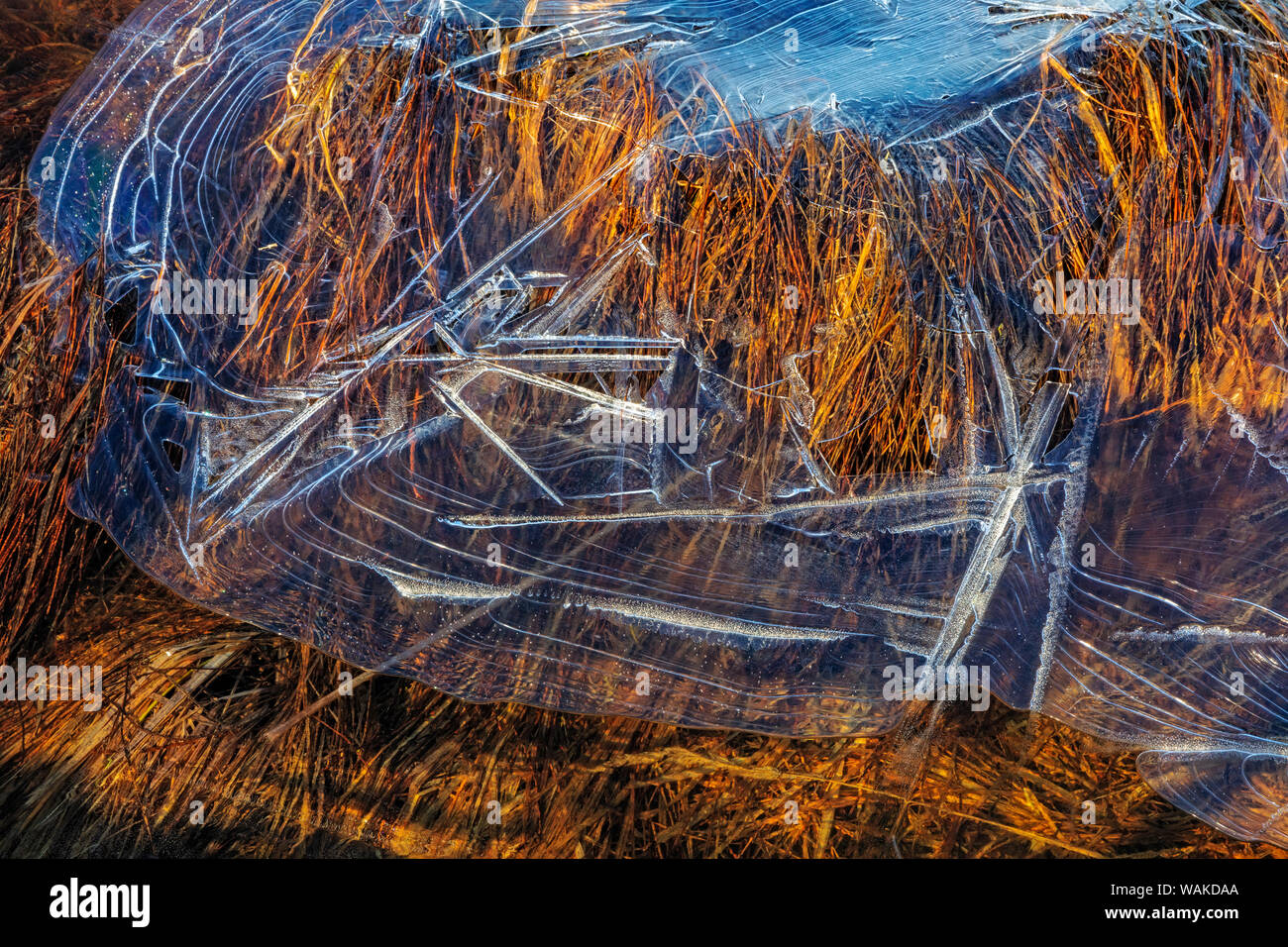 Ice patterns in small pond near East Glacier, Montana, USA Stock Photo