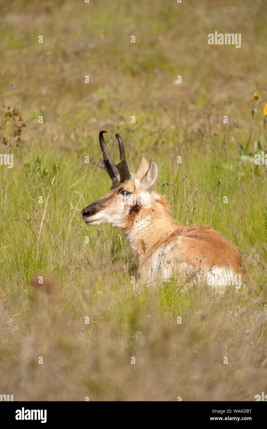 National Bison Range, Montana, USA. Male pronghorn resting in a meadow Stock Photo