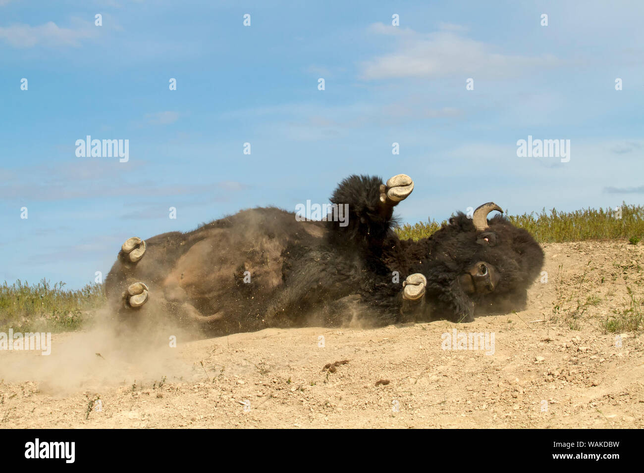 National Bison Range, Montana, USA. Bison dust-bathing to relieve itching and insects in a wallow. Stock Photo