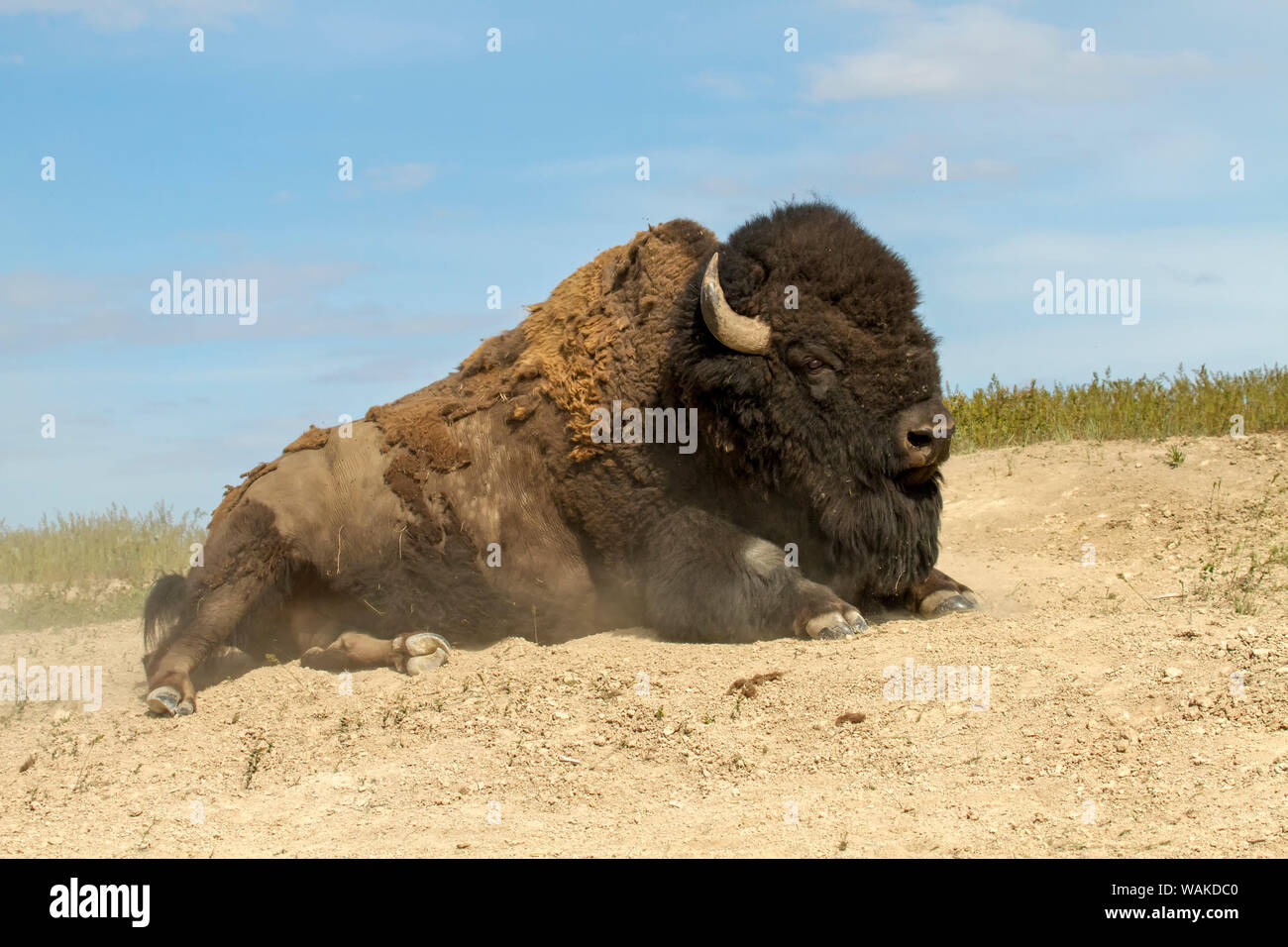 National Bison Range, Montana, USA. Bison starting to stand up in a dust wallow. Stock Photo