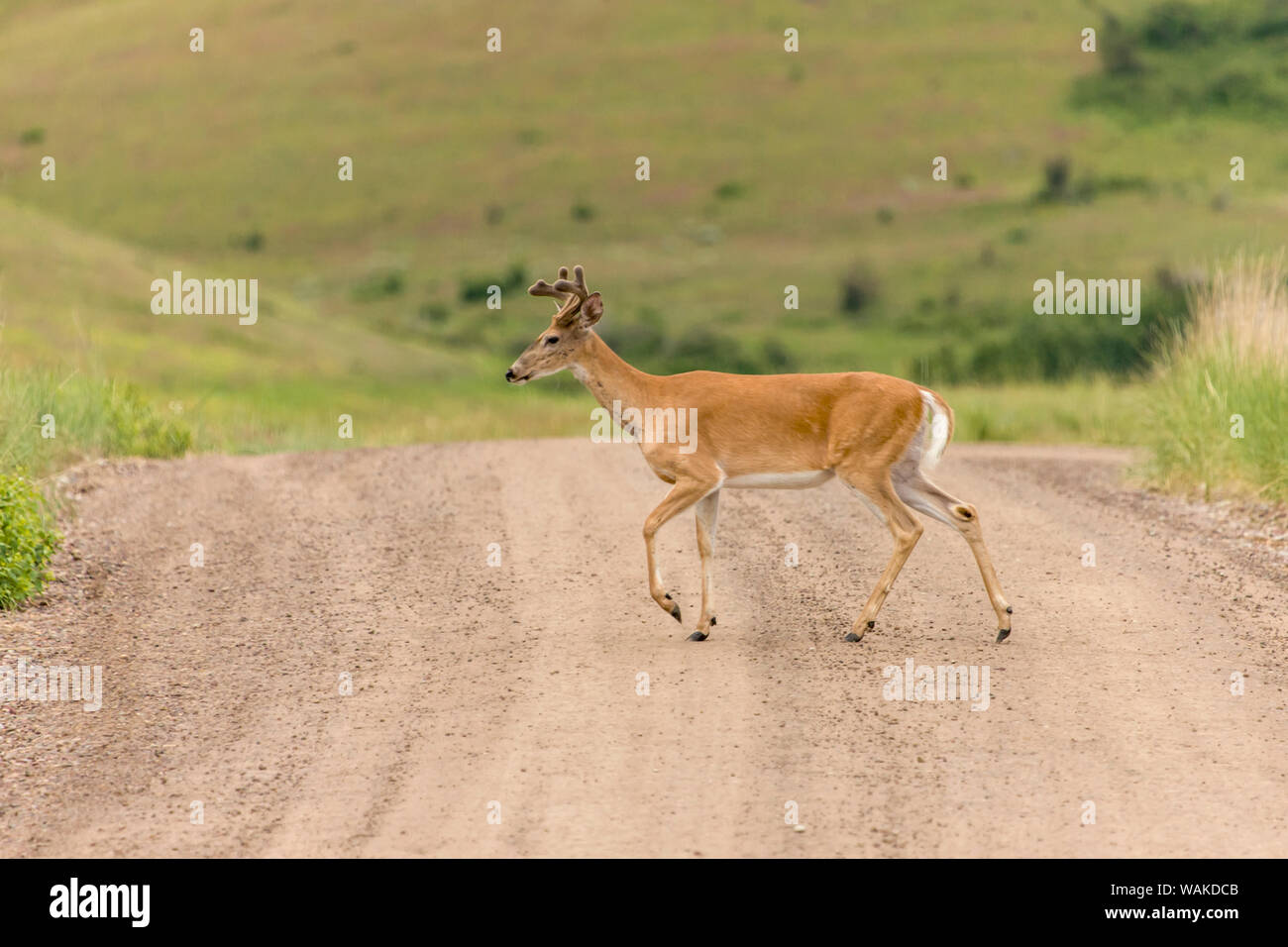 National Bison Range, Montana, USA. White-tailed deer buck crossing a dirt road. Stock Photo
