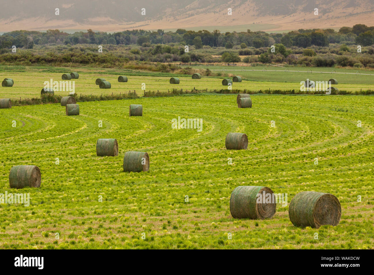 Usa, Montana. Bales, or Rounds, of hay in a field that has just been harvested. Stock Photo