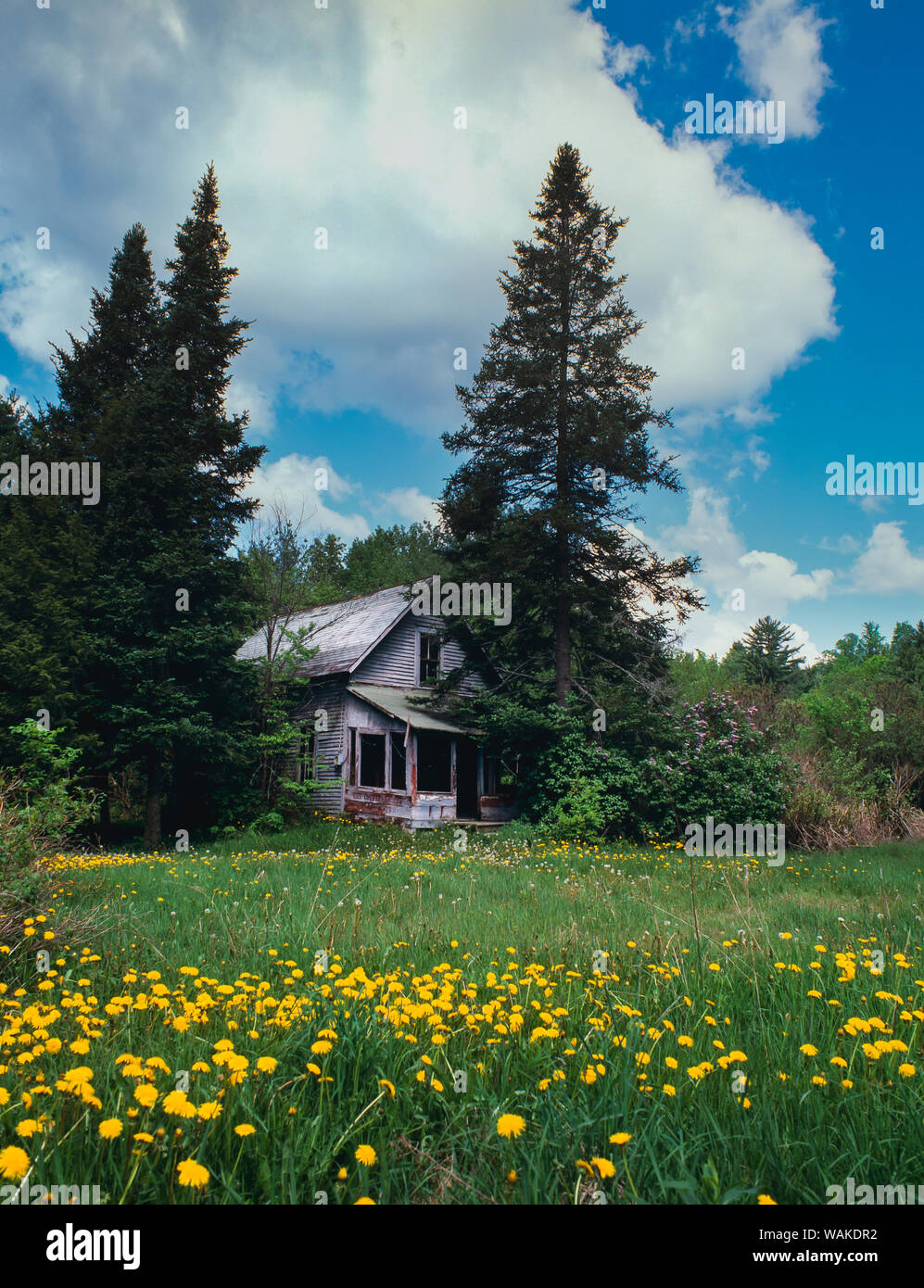 New hampshire wildflower hires stock photography and images Alamy