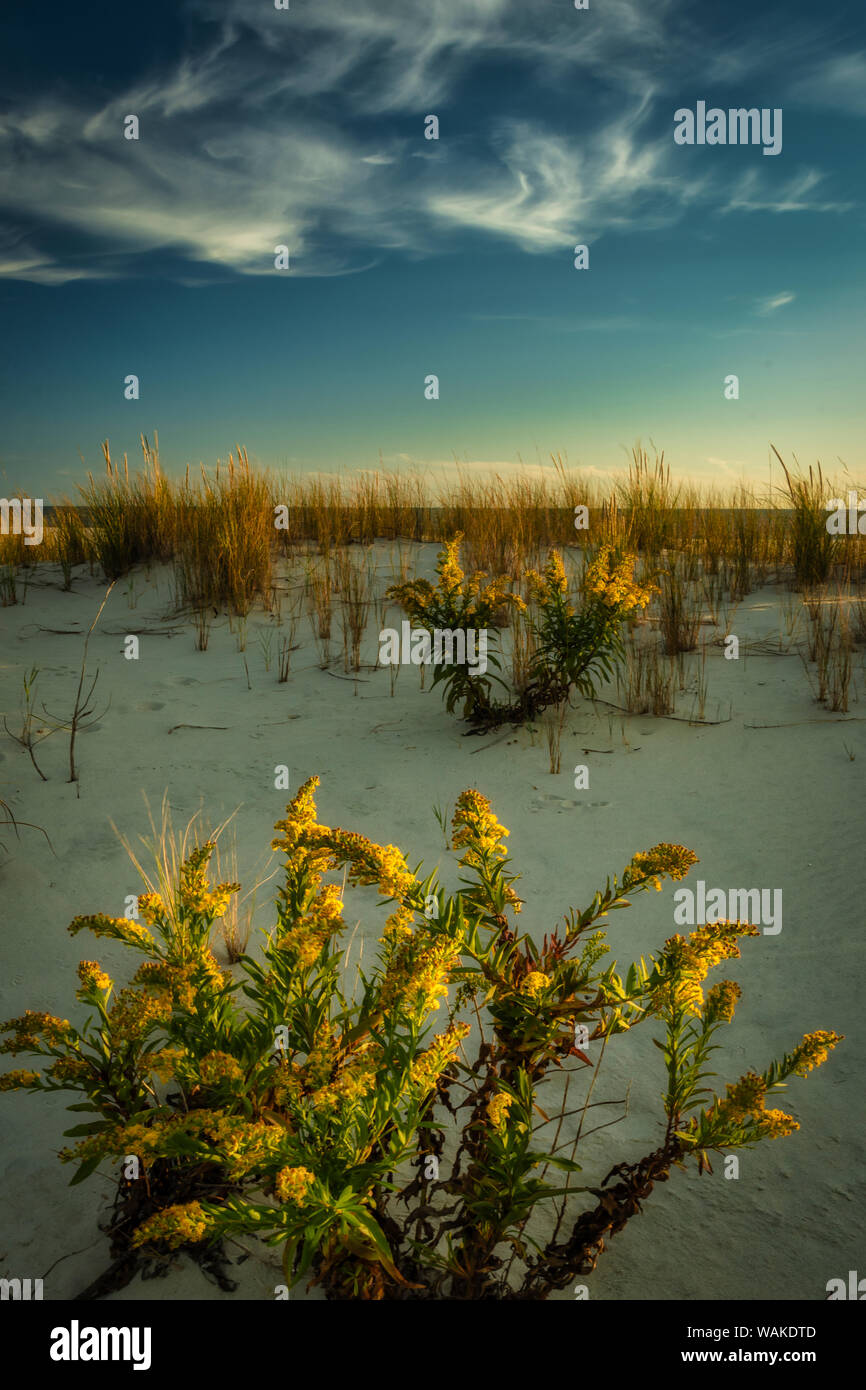 Seashore plants hires stock photography and images Alamy