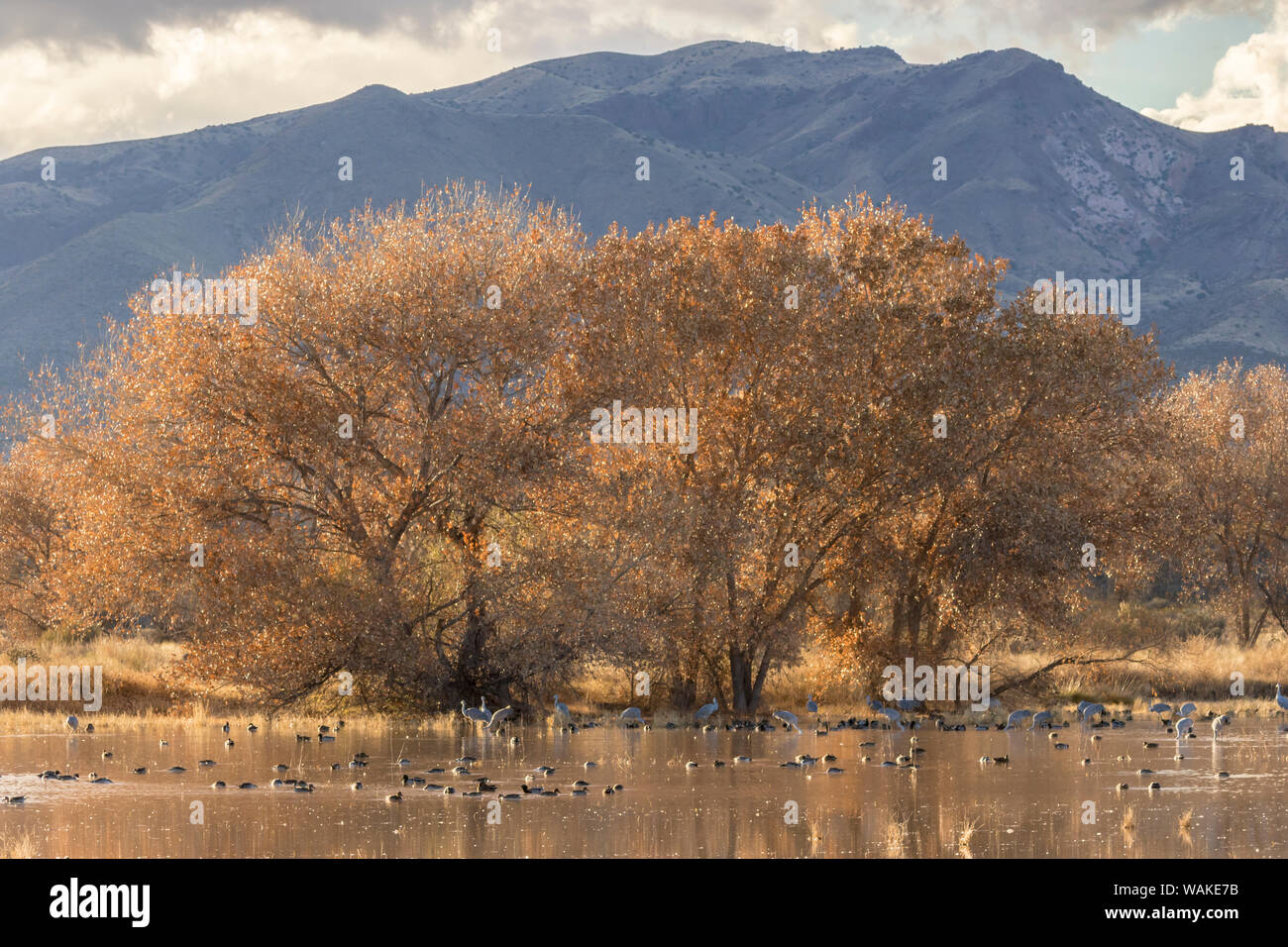 USA, New Mexico, Bosque del Apache National Wildlife Refuge. Sandhill