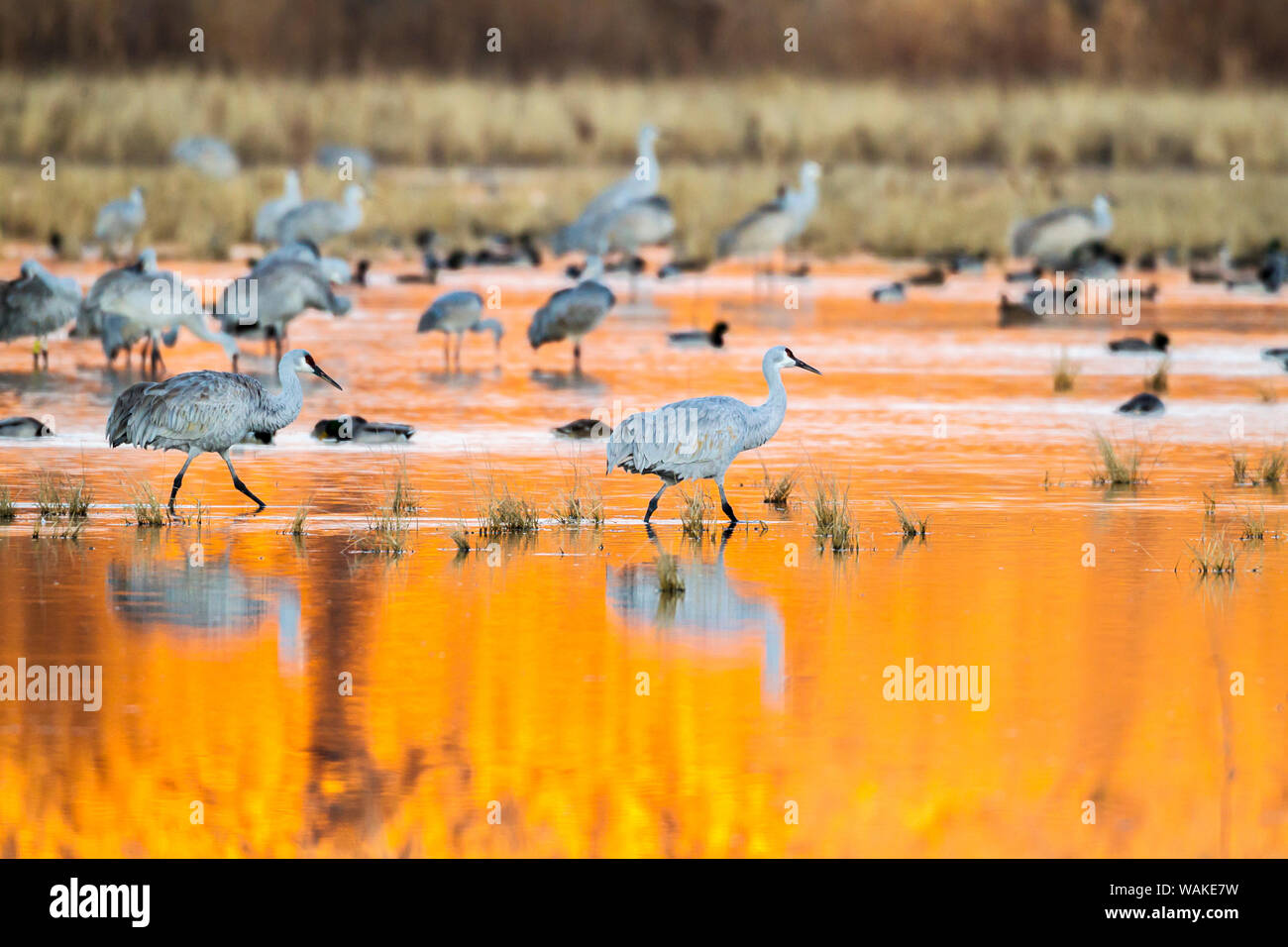 USA, New Mexico, Bosque del Apache National Wildlife Refuge. Sandhill cranes in water at sunrise. Credit as: Cathy & Gordon Illg / Jaynes Gallery / DanitaDelimont.com Stock Photo