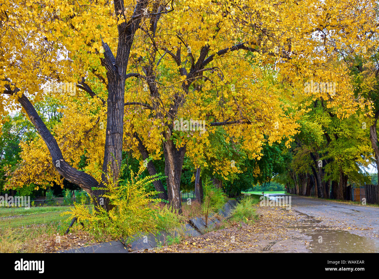 USA, New Mexico, Fall Foliage Stock Photo Alamy
