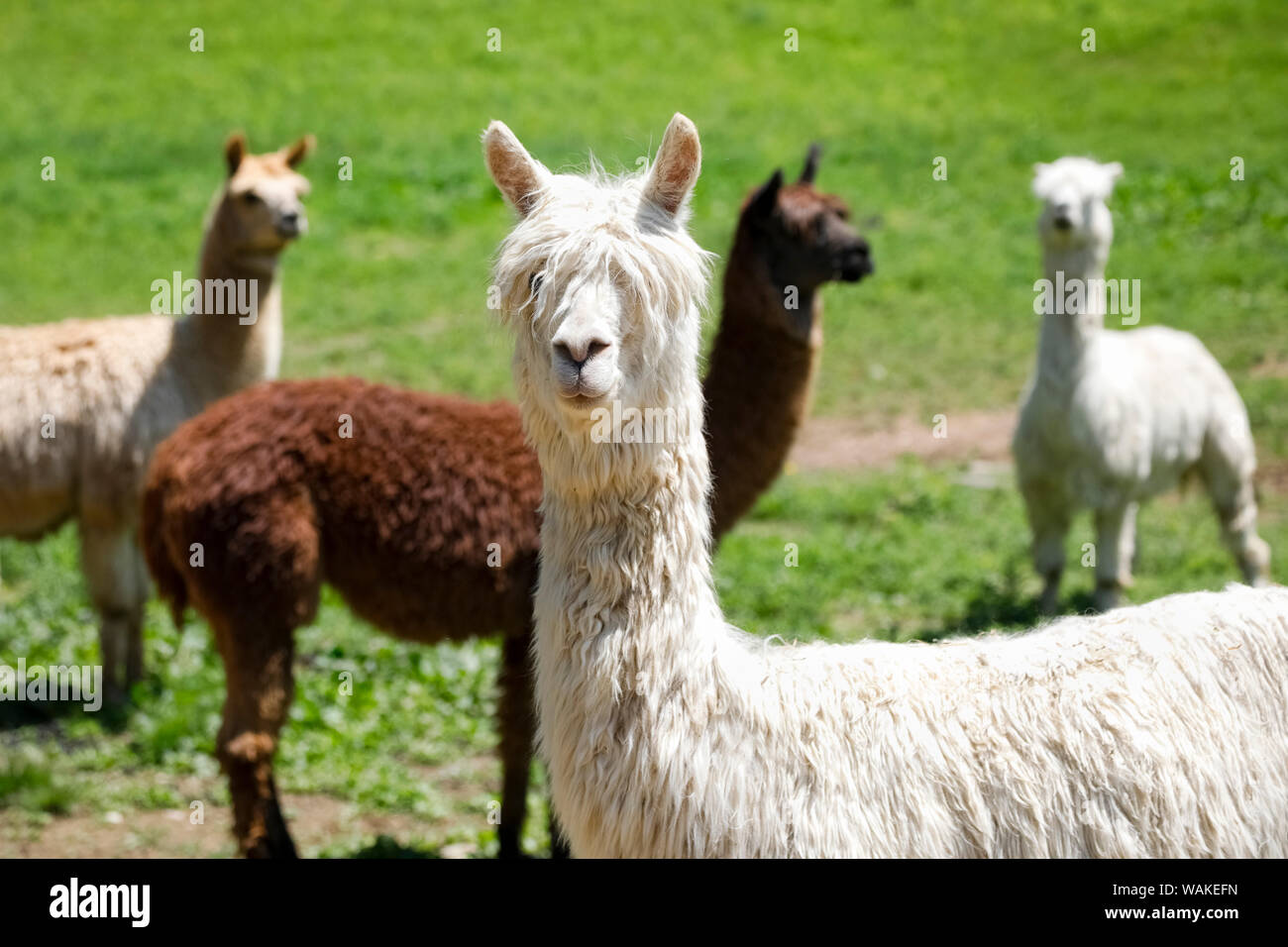 Alpaca Farm. Millbrook, New York, USA Stock Photo