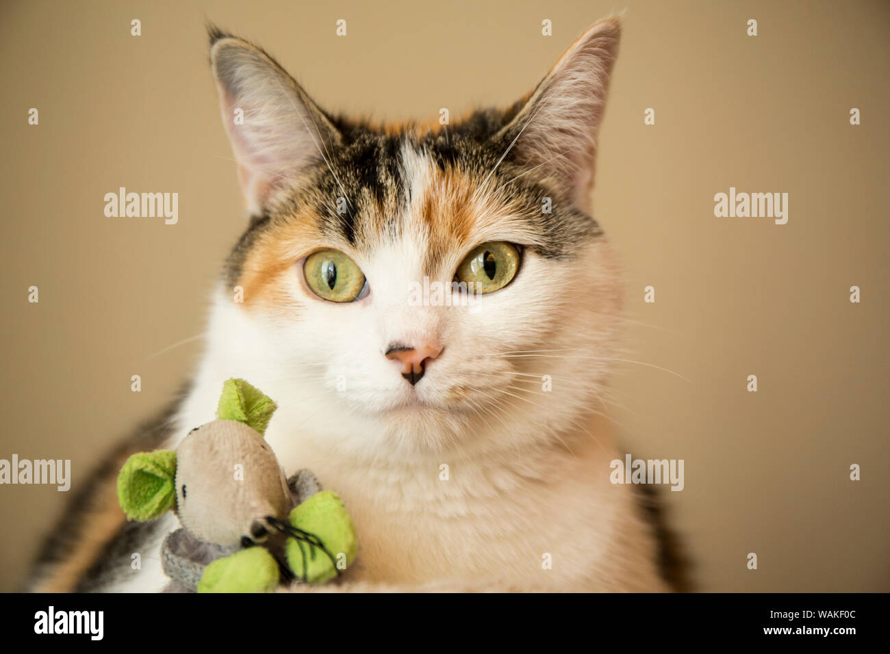 Portrait of a calico cat, with her favorite mouse toy. (PR) Stock Photo