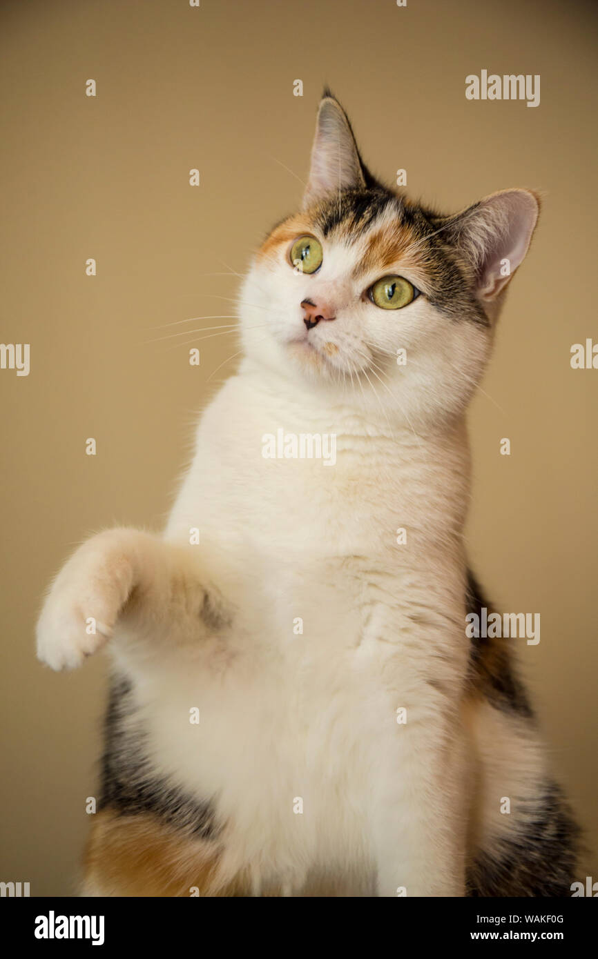 Calico cat getting ready to swat at a toy. (PR) Stock Photo