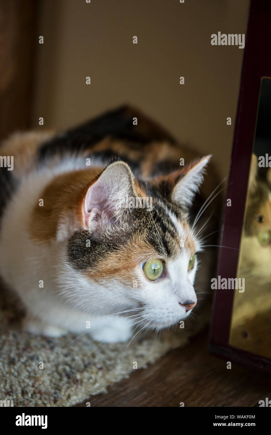 Calico cat curiously peeking around the front door, looking at what is going on outside. (PR) Stock Photo