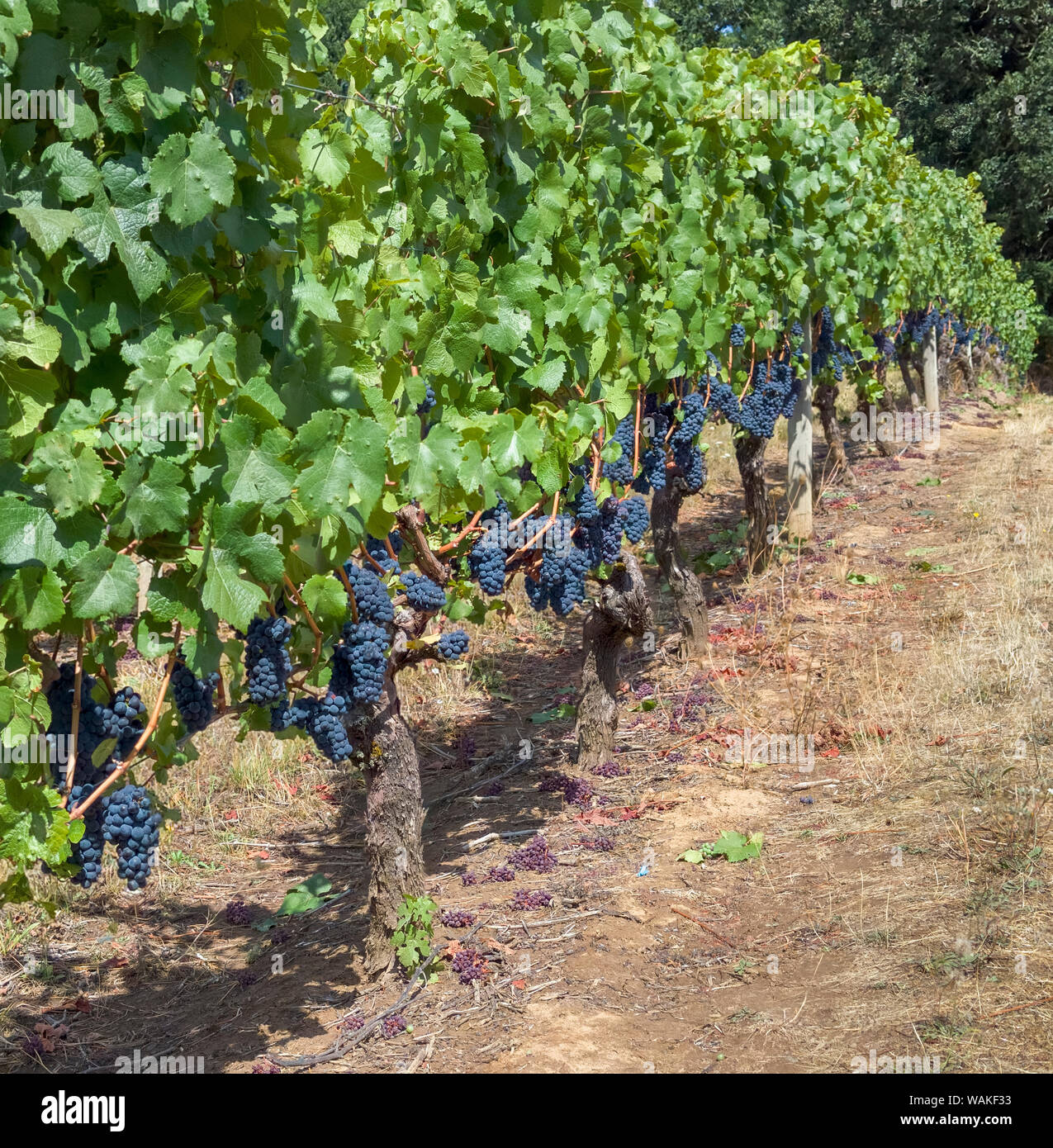USA, Oregon, Gaston. Pinot noir grapes on the vine. Credit as: Wendy Kaveney / Jaynes Gallery / DanitaDelimont.com Stock Photo