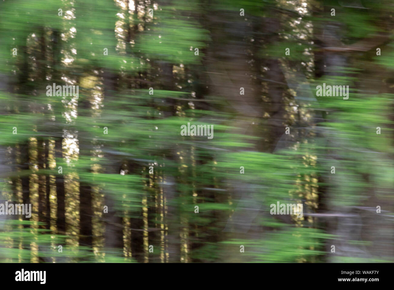 USA, Oregon. Motion blur through forest. Credit as: Wendy Kaveney / Jaynes Gallery / DanitaDelimont.com Stock Photo
