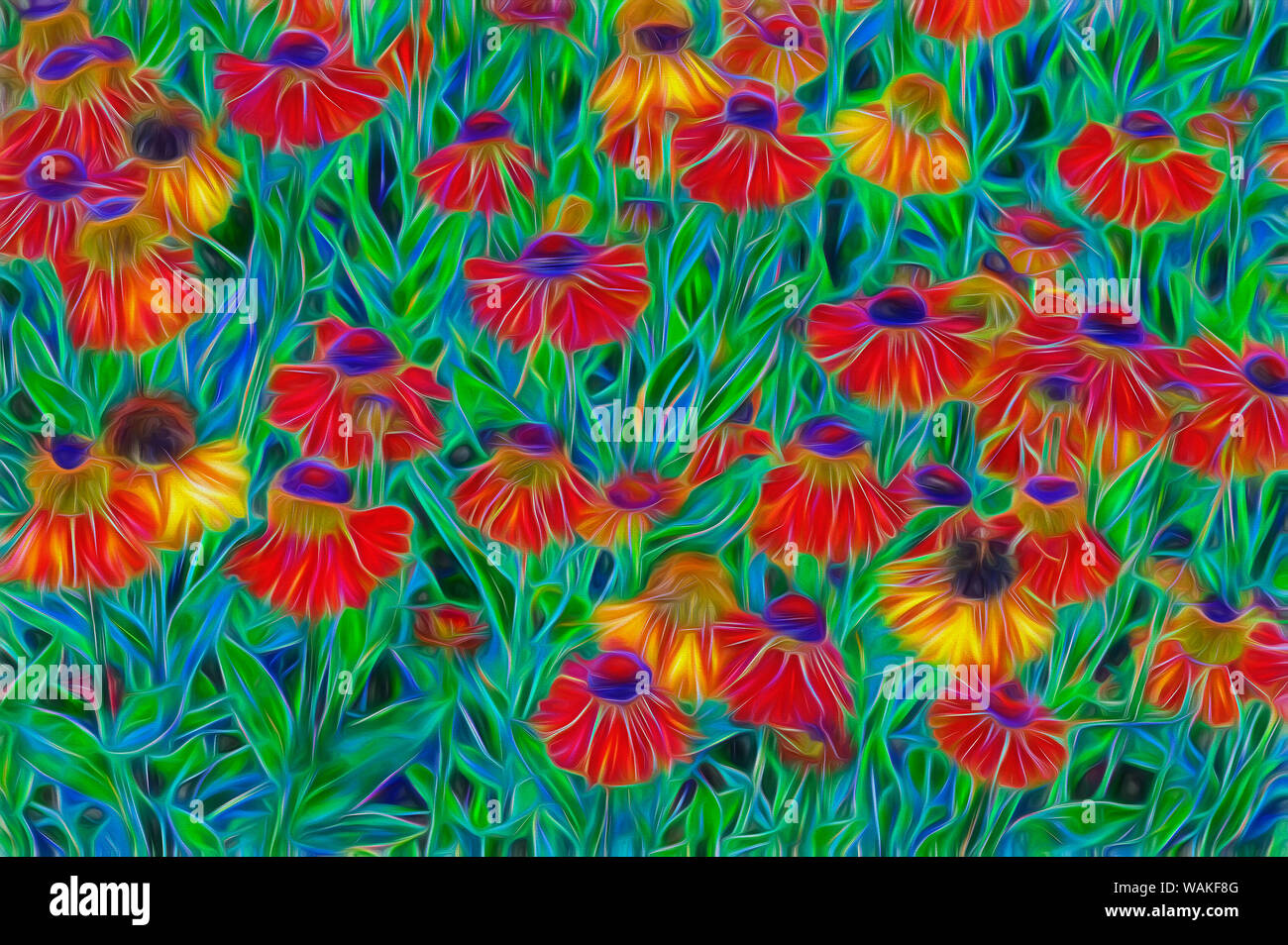 USA, Oregon, Coos Bay. Abstract of Helenium flowers in garden. Credit as: Jean Carter / Jaynes Gallery / DanitaDelimont.com Stock Photo