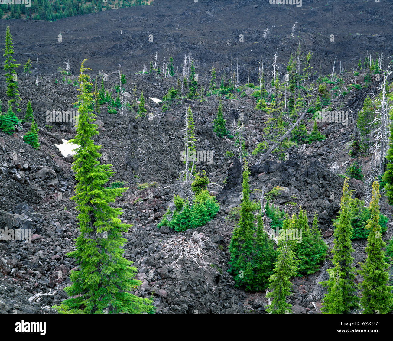 USA, Oregon. Deschutes National Forest, scattered living mountain hemlocks grow on minimal soil in old lava flow alongside large standing dead trees, near McKenzie Pass. Stock Photo