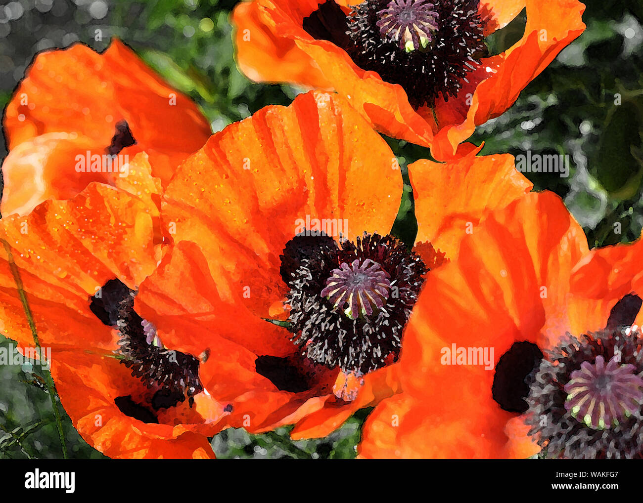 poppy flowers in painting style Stock Photo