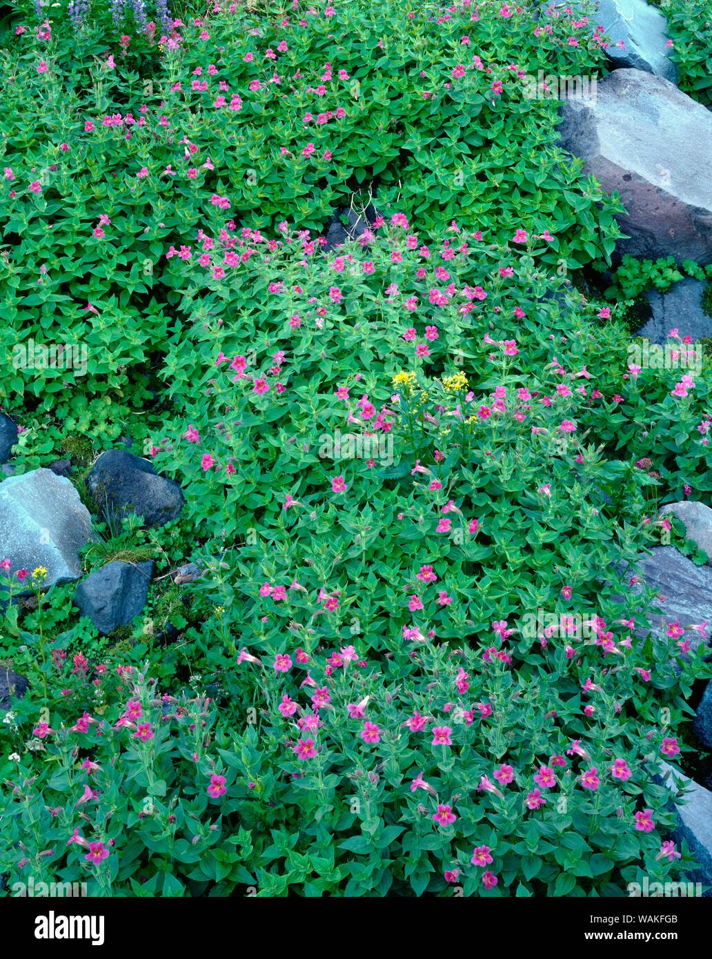 USA, Oregon. Mount Hood National Forest, Mount Hood Wilderness, purple blossoms of Lewis monkeyflower and scattered rocks in subalpine meadow. Stock Photo