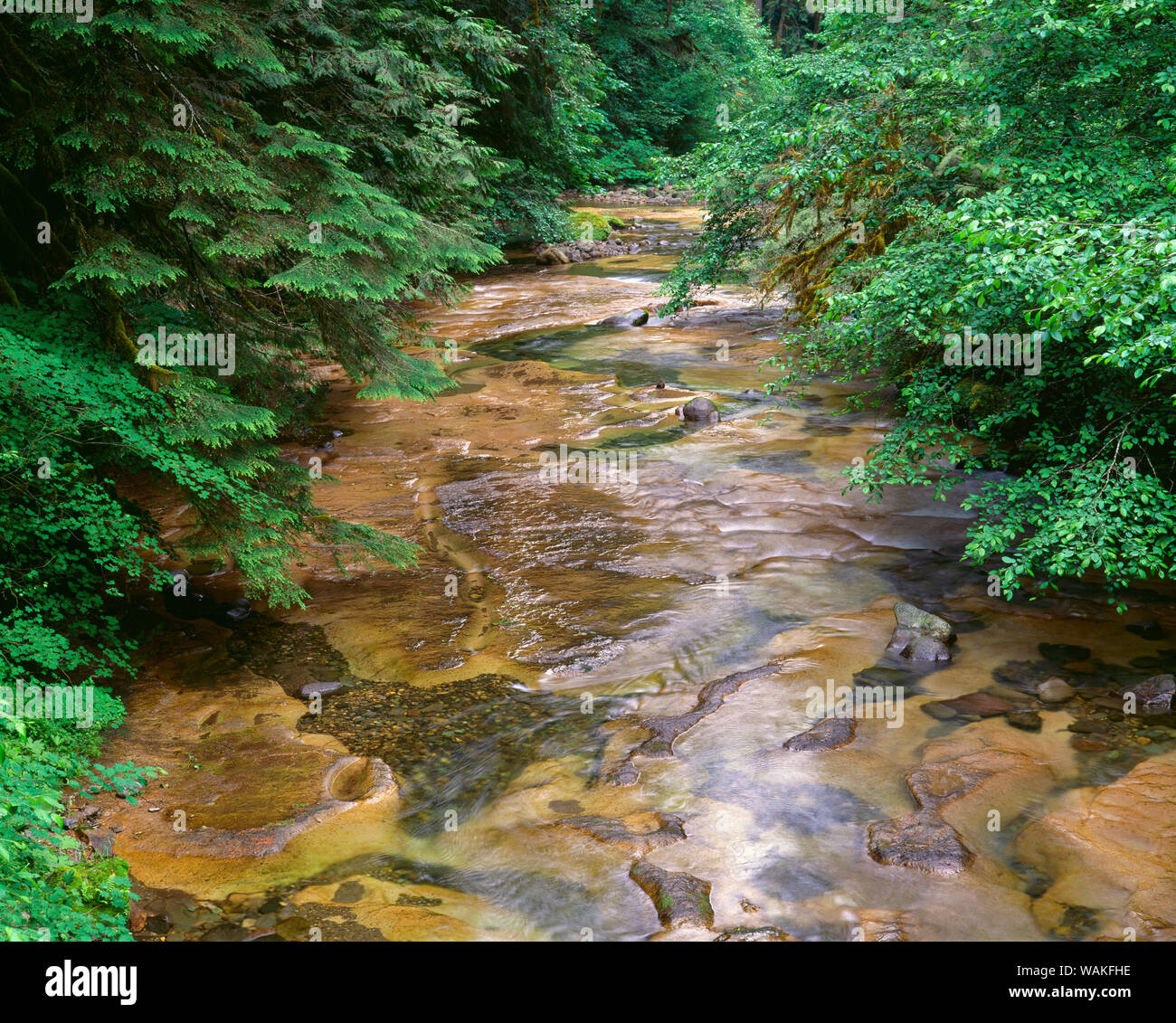 USA, Oregon. Willamette National Forest, conifers and alders line banks of Soda Creek in early summer. Stock Photo