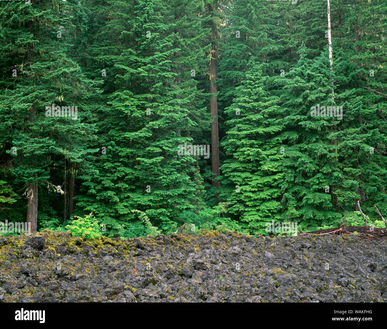 USA, Oregon. Willamette National Forest, douglas fir and western hemlock trees grow alongside margin of old lava flow. Stock Photo
