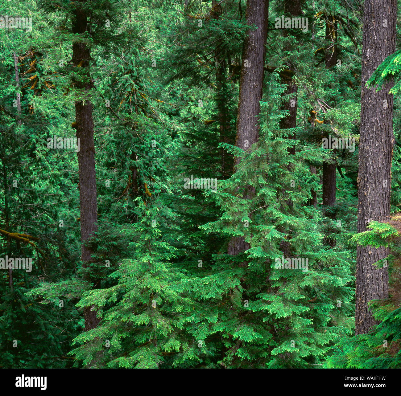 USA, Oregon. Willamette National Forest, Middle Santiam Wilderness, Old-growth forest with large Douglas fir and western hemlock trees. Stock Photo