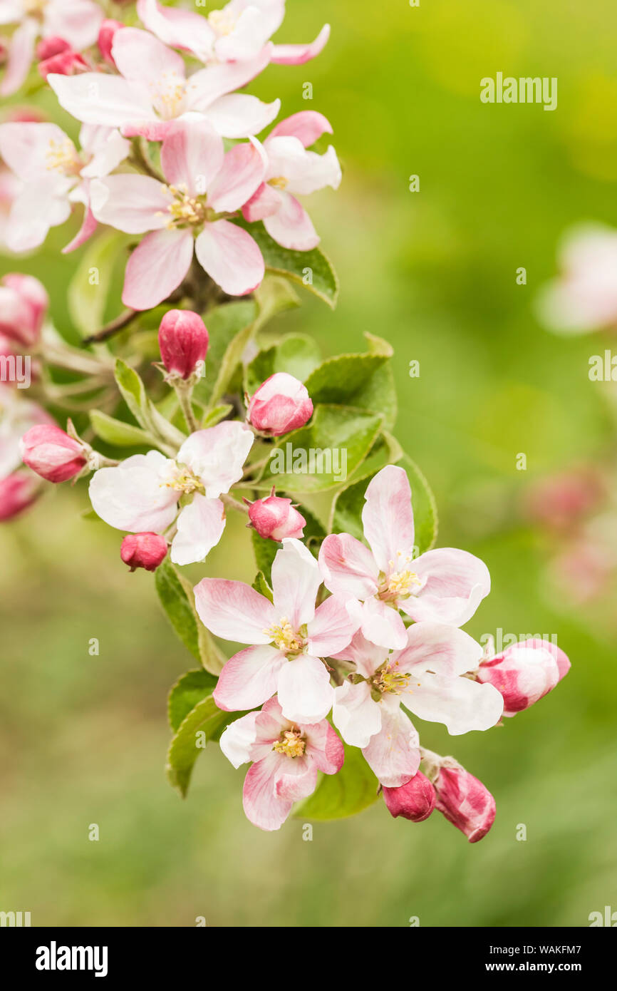 Hood River, Oregon, USA. Close-up of apple blossoms in the nearby Fruit Loop area. Stock Photo