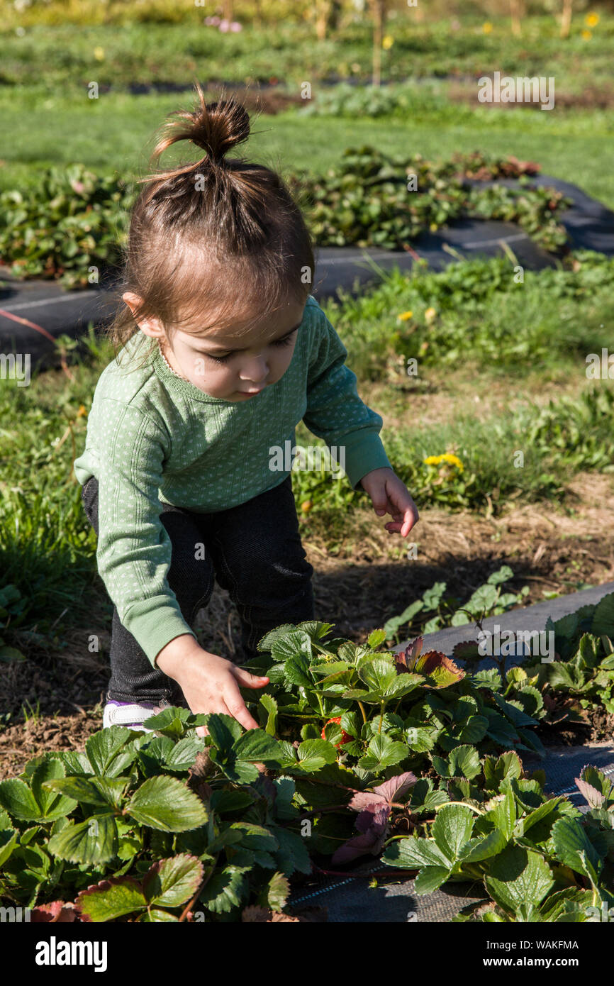 Hood River, Oregon, USA. Toddler girl enjoying picking a fresh strawberry to eat. (MR) Stock Photo