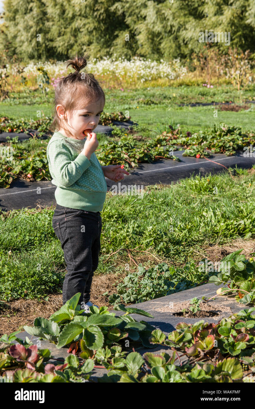 Hood River, Oregon, USA. Toddler girl eating fresh strawberry. (MR) Stock Photo