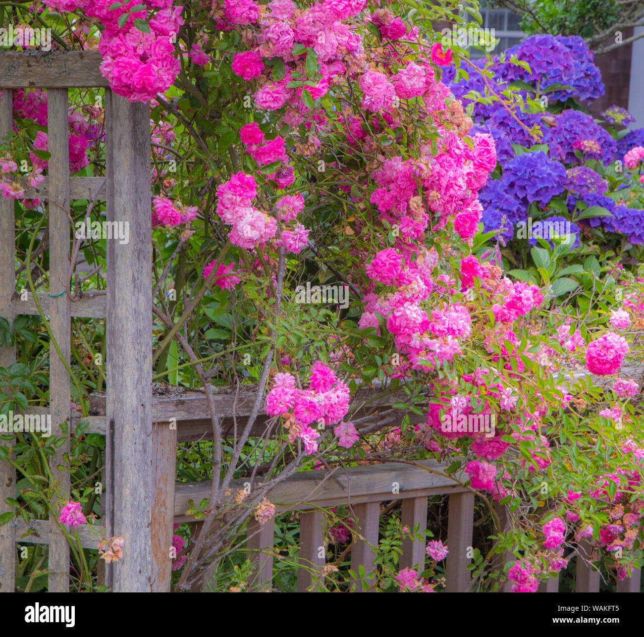 Wooden fence and arbor with climbing pink rose Stock Photo - Alamy