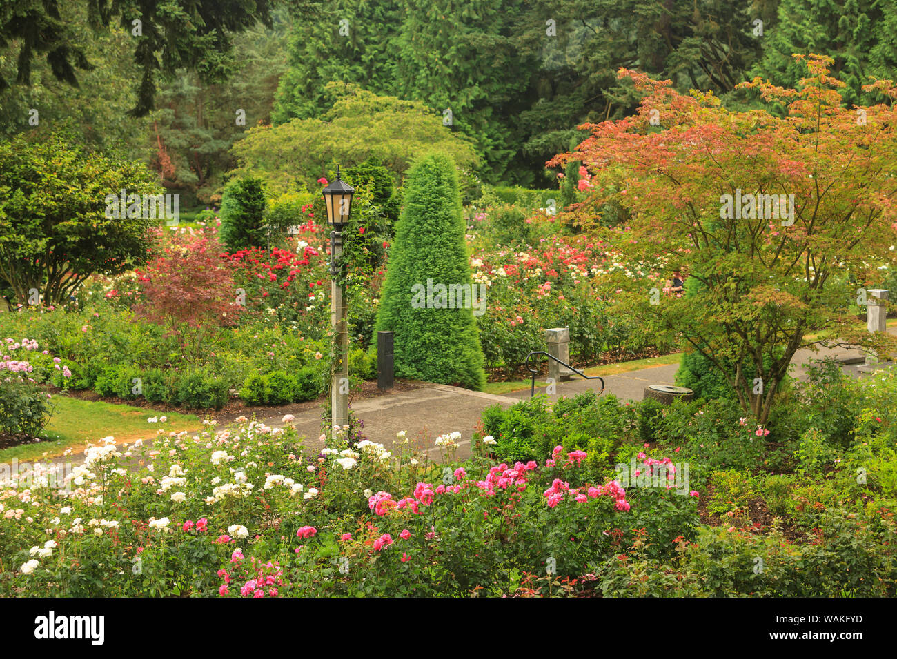 Portland Rose Garden, Portland, Oregon, USA Stock Photo Alamy
