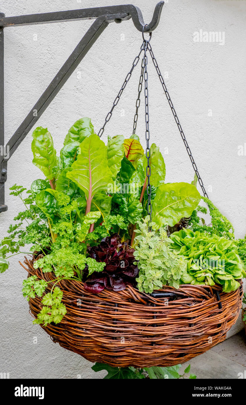 Herbs hanging basket hi-res stock photography and images - Alamy