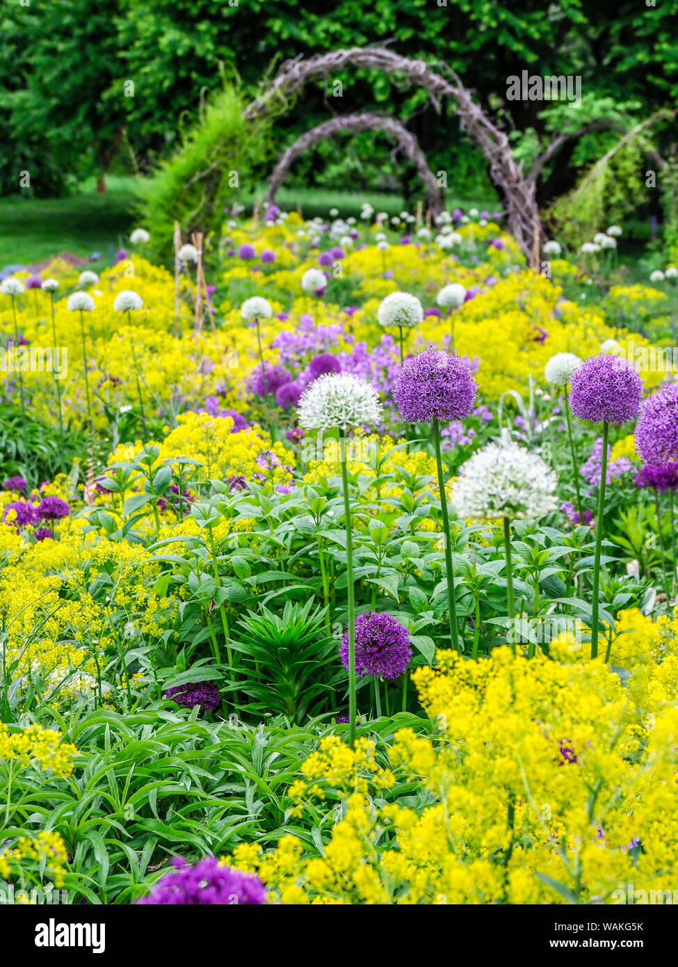 USA, Pennsylvania. Blooming allium amongst yellow flowers with several twig archways. Stock Photo