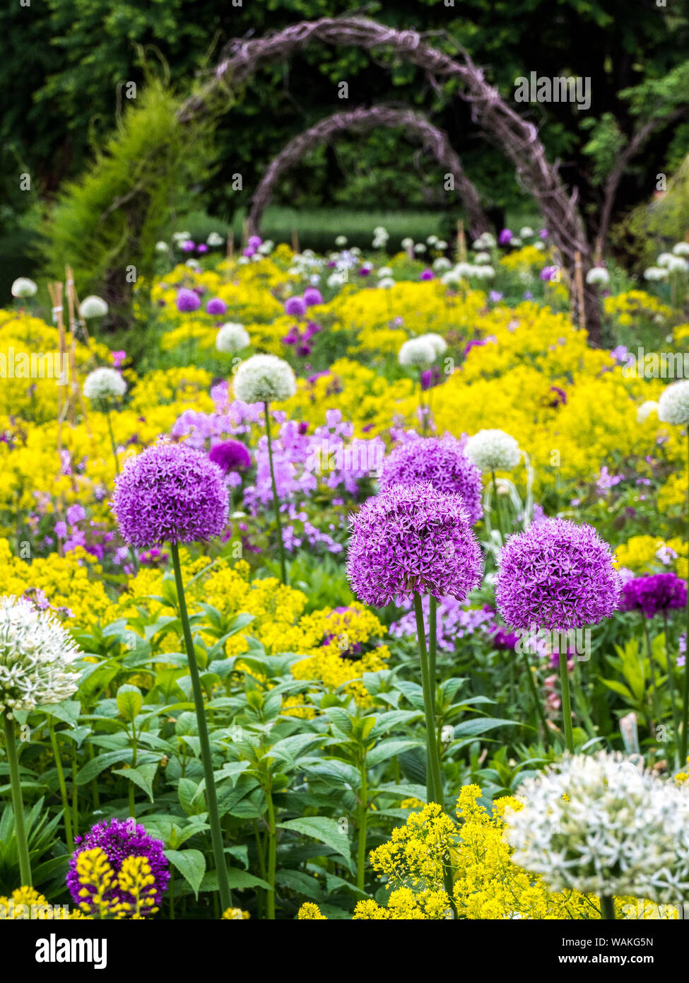 USA, Pennsylvania. Blooming allium amongst yellow flowers with several twig archways. Stock Photo