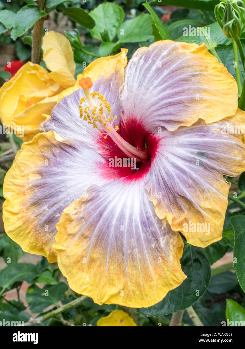 USA, Pennsylvania. Close-up of the Hibiscus rosa-sinensis 'Fifth Dimension'. Stock Photo