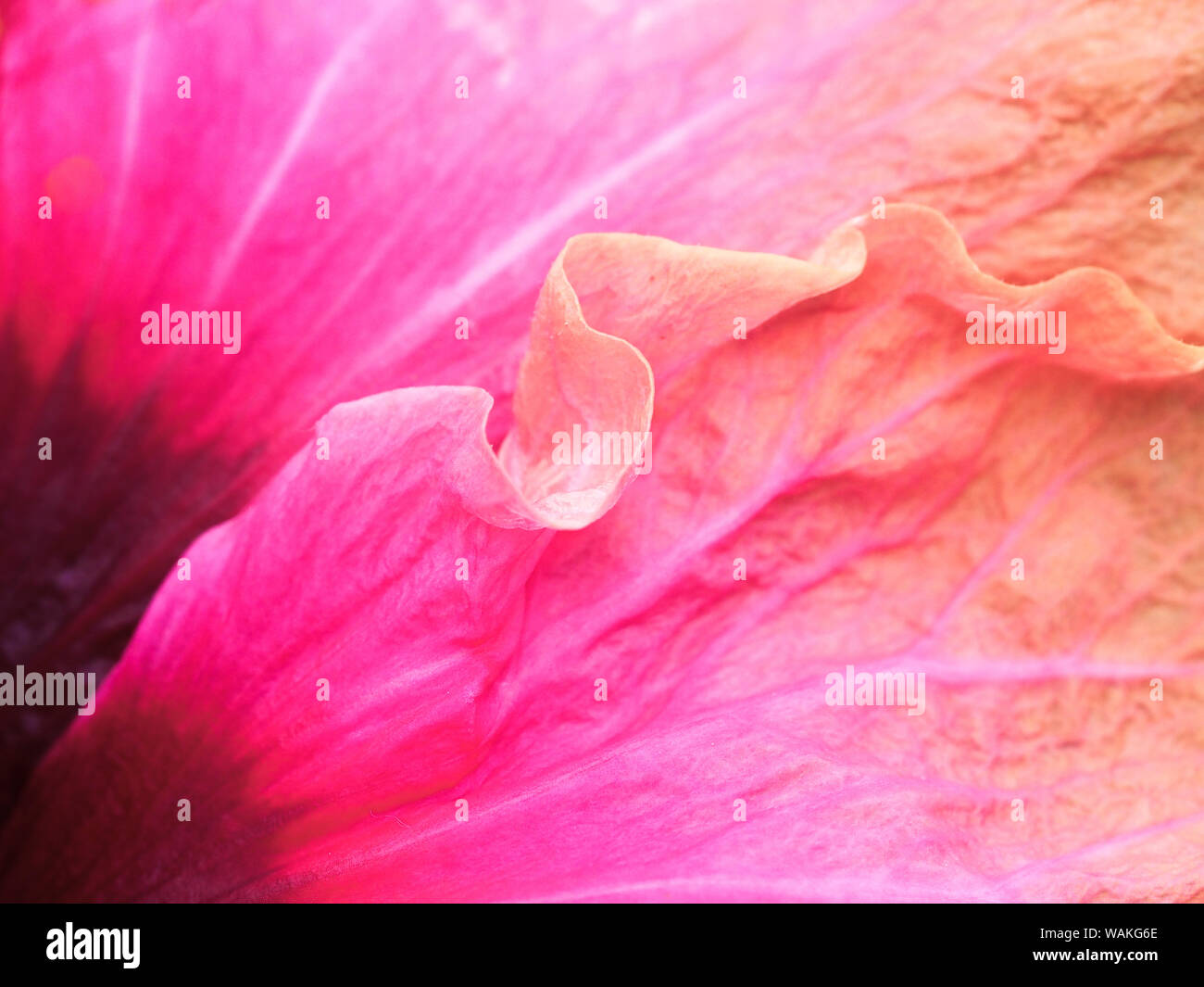 Close up of hibiscus hi-res stock photography and images - Alamy