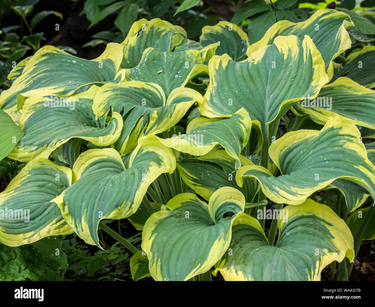 USA, Pennsylvania. Variegated green and yellow hosta. Stock Photo