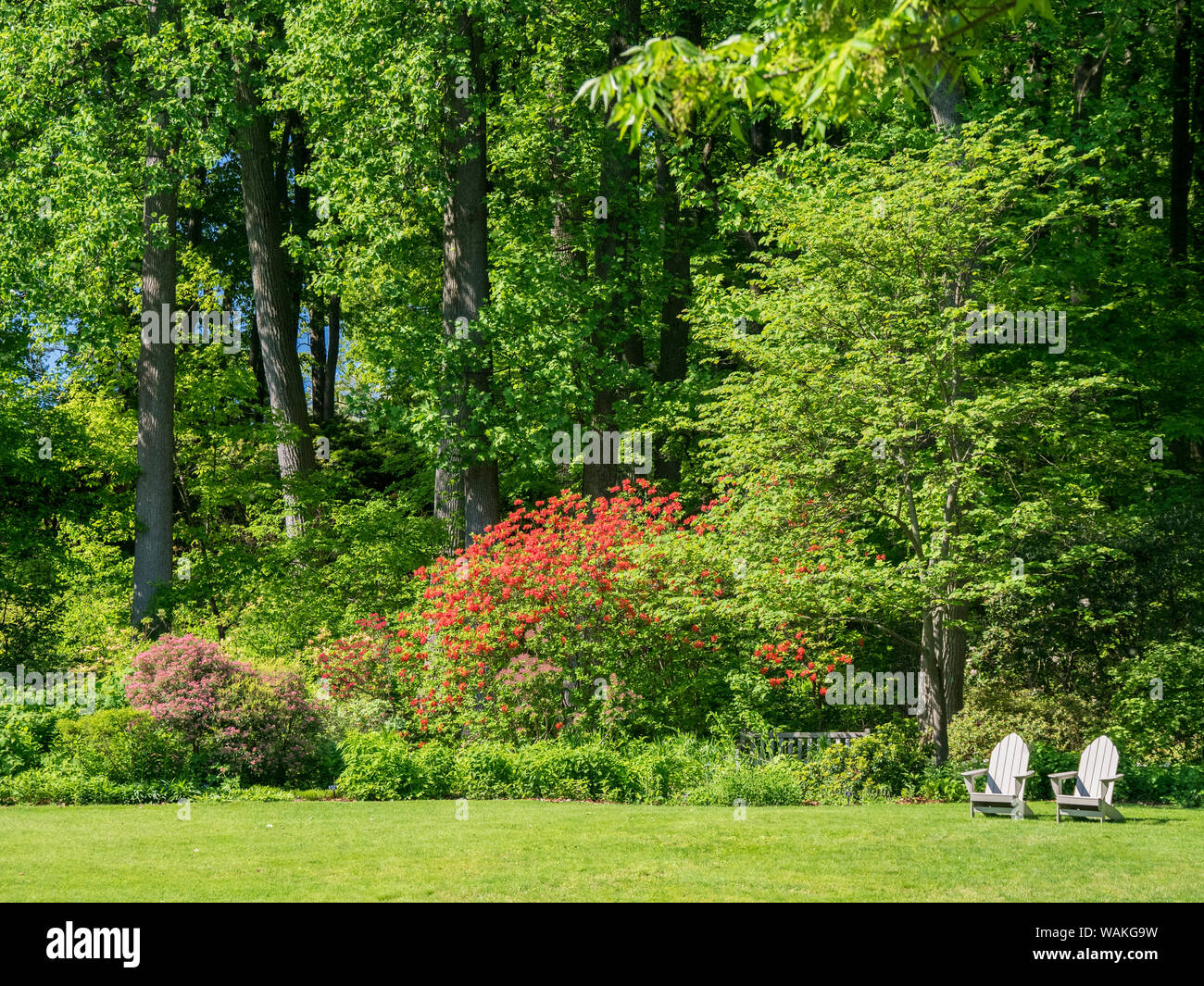 USA, Pennsylvania. Two chairs and flowering shrub in a park. Stock Photo