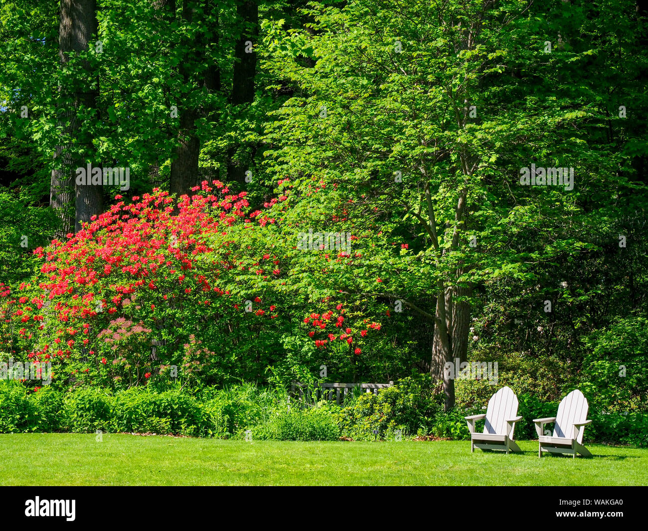 USA, Pennsylvania. Two chairs and flowering shrub in a park. Stock Photo