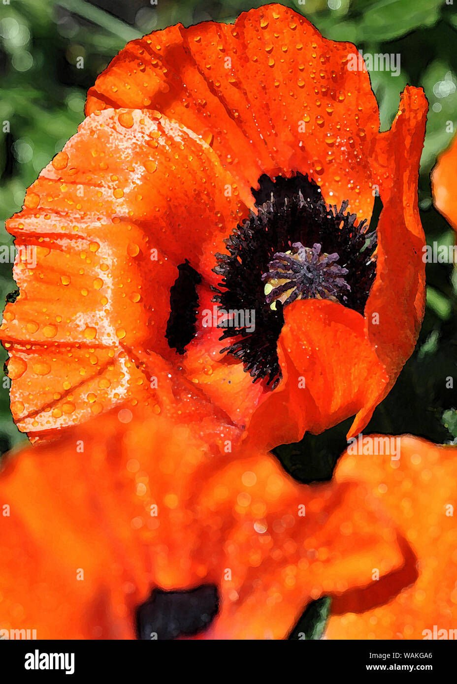 poppy flowers in painting style Stock Photo