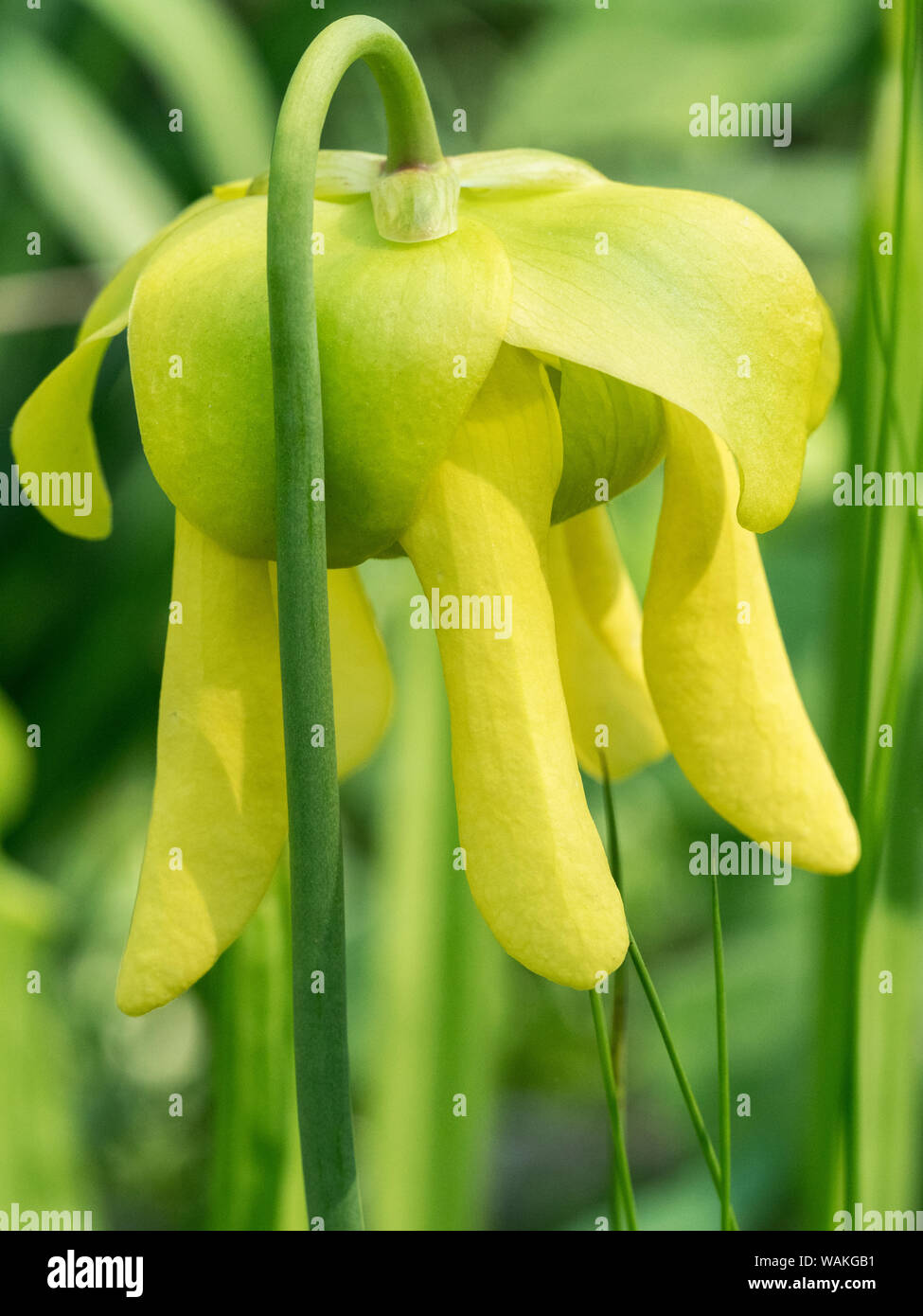 USA, Pennsylvania. The yellow flowers of the pitcher plant, Sarracenia