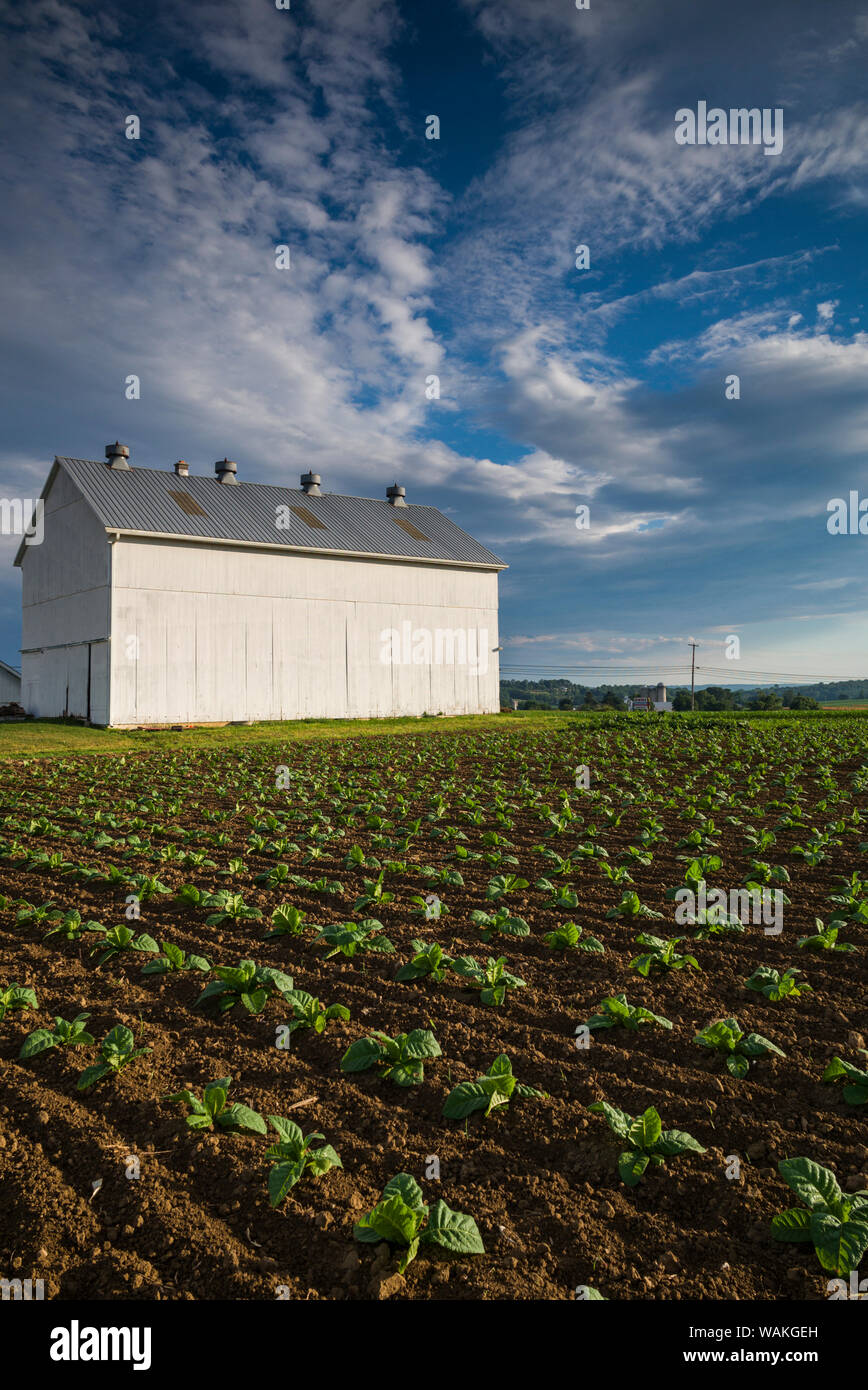 USA, Pennsylvania, Strasburg. farm Stock Photo Alamy