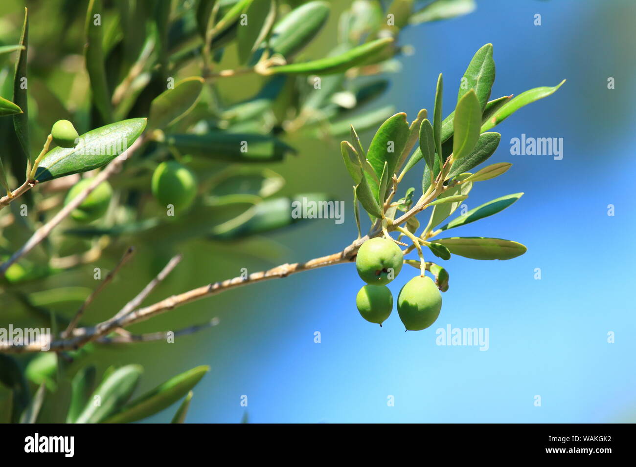 Green olives on tree, blue background, Dalmatia (Croatia) Stock Photo