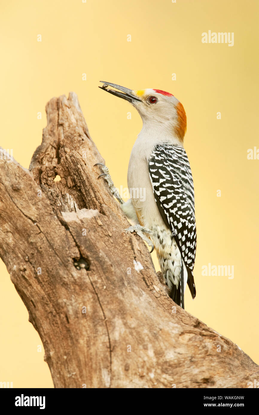 Linn, Texas, USA. Golden-fronted woodpecker eating a seed. Stock Photo