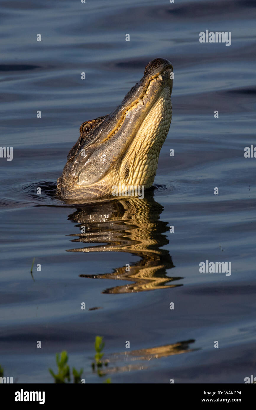American alligator (Alligator mississippiensis) male bellowing call to potential mate. Stock Photo