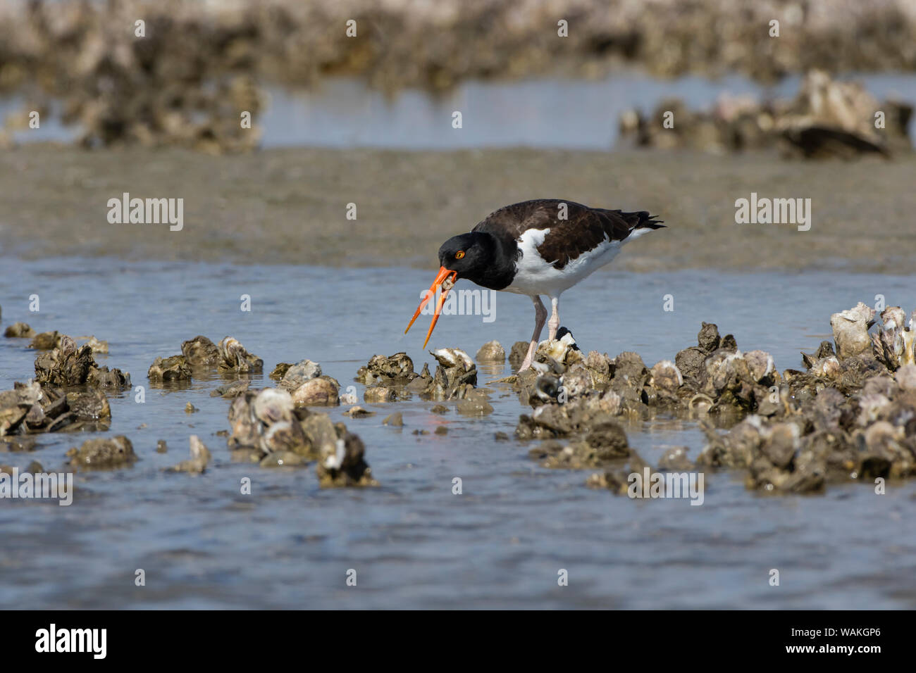 Oystercatcher habitat hires stock photography and images Alamy