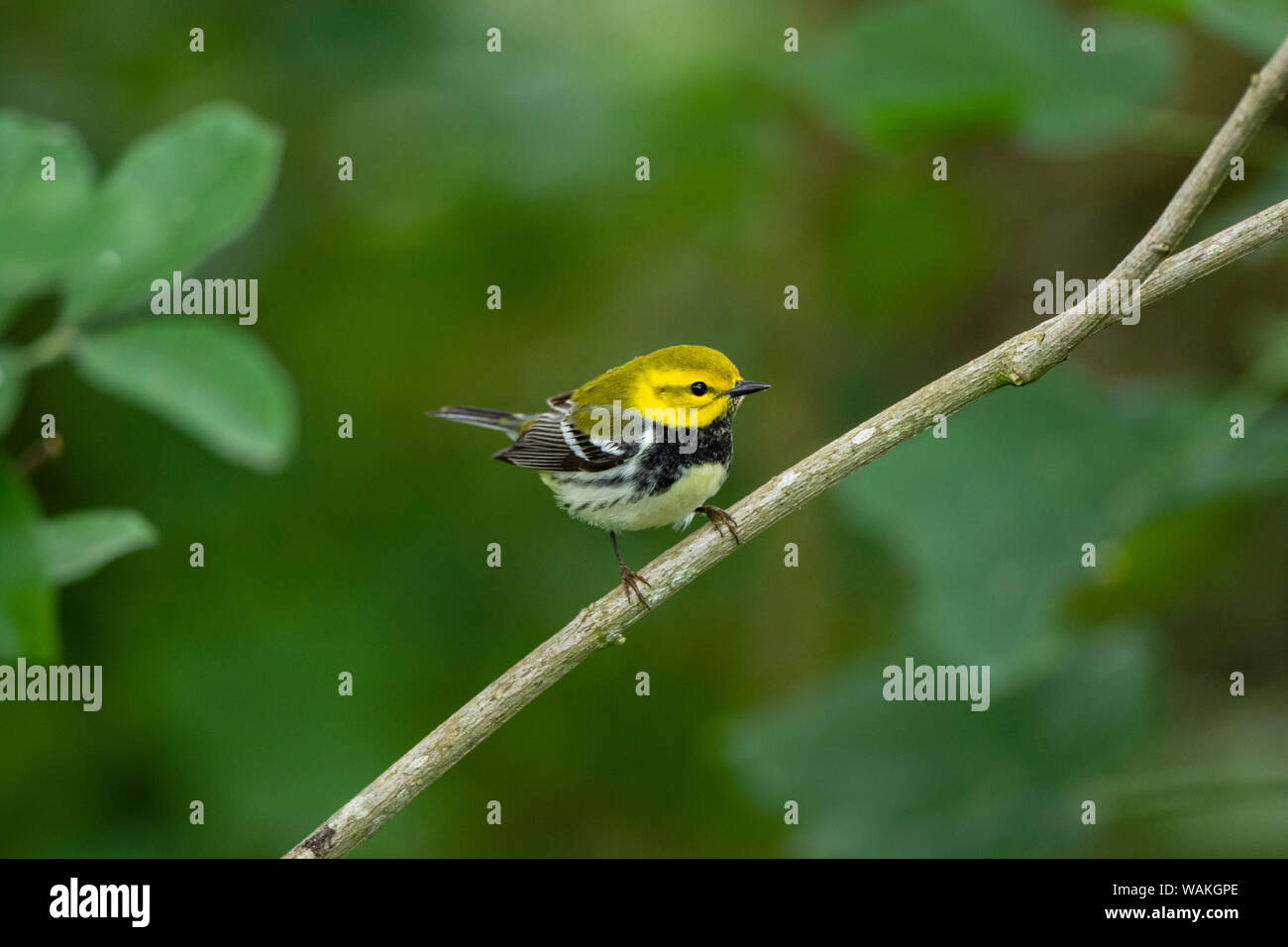 Black-throated green warbler (Dendroica virens) foraging. Stock Photo